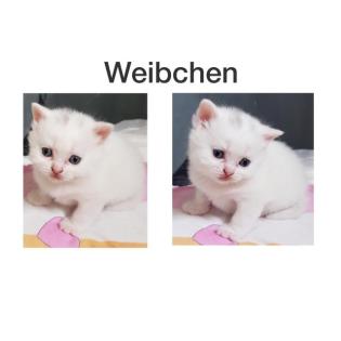 Britisch Kurzhaar Kätzchen