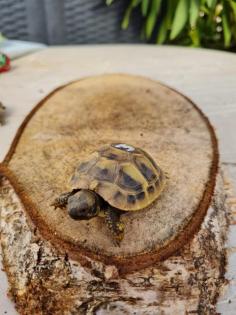 Griechische Landschildkröten Testudo Hermanni
