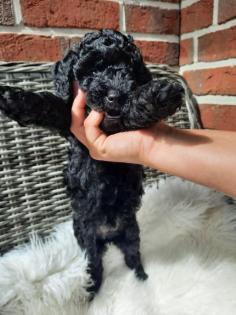 Goldendoodle Mini / Medium Welpen