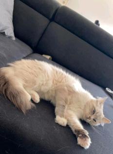 Ragdoll Katze
