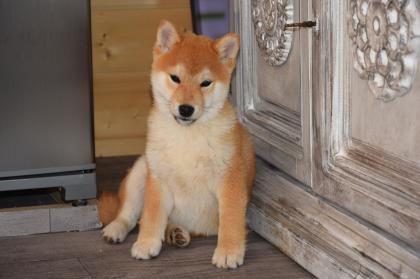 Shiba-Inu Welpen/Rüden