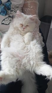 2 kleine Persa Katzen zuverkaufen