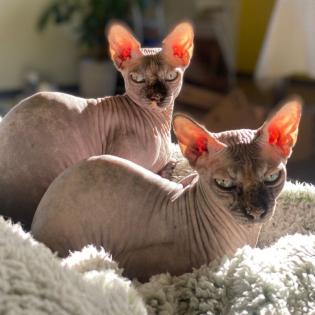 LUCI und Lilli - Canadian Sphynx, weiblich, 7Jahre, Gechipt, Kastriert