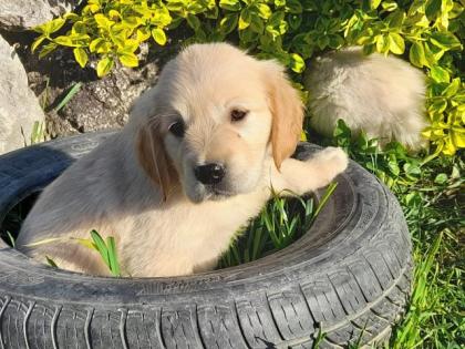 Golden Retriever Welpen abzugeben
