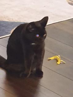 BKK Bombay mix schwarz