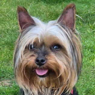 Nolly - Yorkshire-Terrier - weiblich 6 Jahre 20 cm 2 kg Gechipt Kastriert