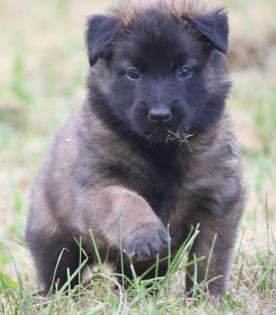 Belg. Schäferhundwelpen zu vergeben