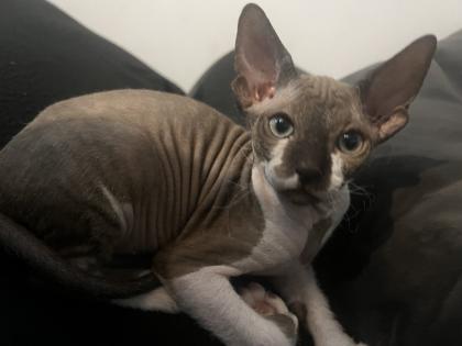 Super süße Can. Sphynx Kitten such ein Zuhause