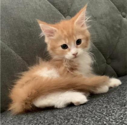 Wunderschöne reinrassige XXL Maine Coon Red Tabby Red White Tabby Katzen Kitten