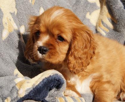 Reinrassige Cavalier King Charles Welpen