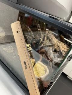 Vogelspinne Lasiodora parahybana