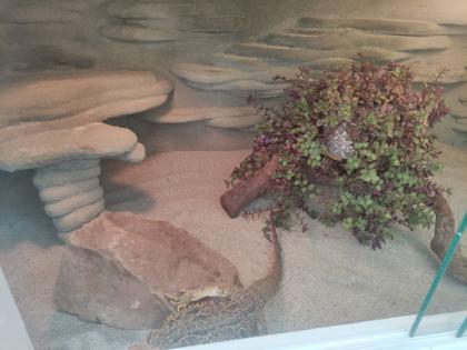 Bartagame mit Terrarium und viel Zubehör