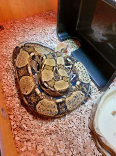 Boa Constrictor Imperator inklusive Terrarium