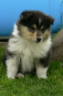 Bezaubernde tricolour COLLIEWELPEN . VDH/FCI. aus langjähriger erfolgreich