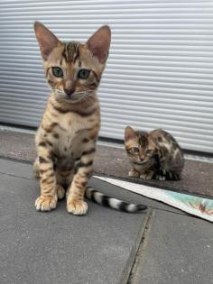 Bengalen Babys suchen neue Dosenöffner