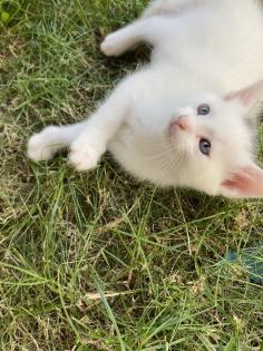 Türkisch Angora Mix