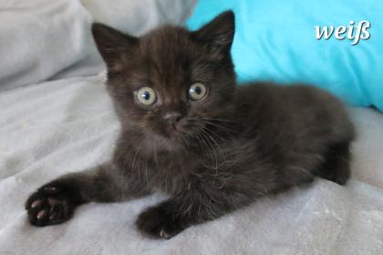 Reinrassige Britisch Kurzhaar BKH Kitten, Vater mit Stammbaum