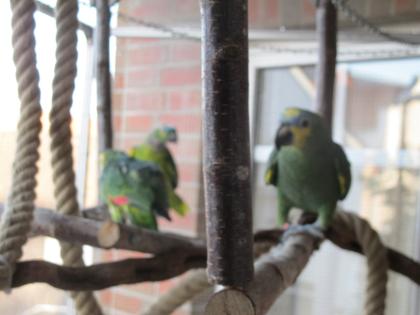 Venezuelaamazone weiblich gesucht