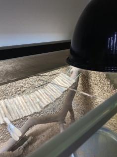 Bartagame Weibchen- 5 Jahre - Jessie inkl Terra