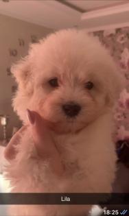 Goldendoodle Medium Samojede