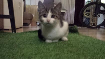 Katze - Kitten 3-Monate-alt