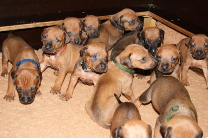 Rhodesian Ridgeback Welpen in Salzkotten