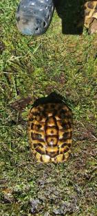 Griechische landschildkröten