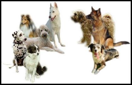 Hundeausstellung des VEFBMR e. V.