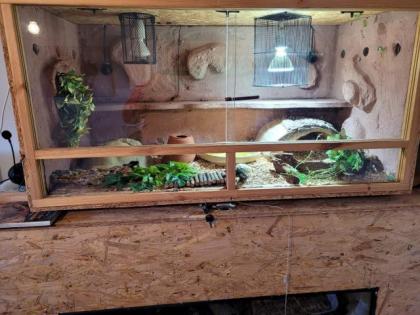 Verkaufe Königspython mit Terrarien und Zubehör