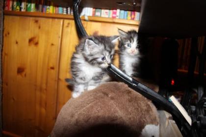 Maine Coon/Sibirische Waldkatzen Babys