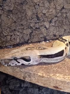 BCI 1. 0/0. 1 CA motley het albino Sharp und mix