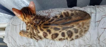 Süße Bengalkatzen zu verkaufen