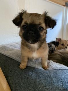 Chihuahua in Langhaar