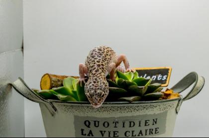 Leopardgecko 1. 13. 16