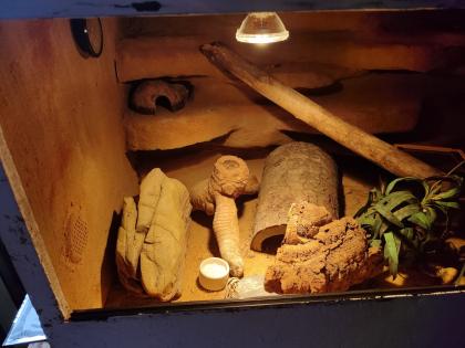 Terrarium incl Leopardengecko Paar