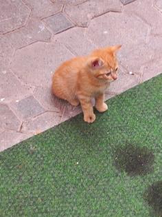 BKH Mix Kitten Babykatzen rot/Glückskatzen/rot-weiß