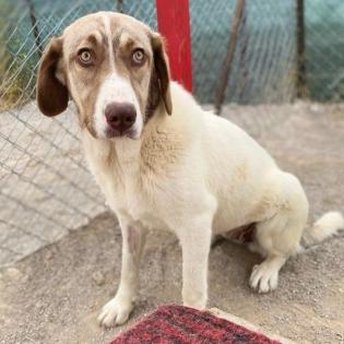 Hazel / Status sucht ein zu Hause