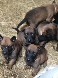 Malinois Welpen zu verkaufen