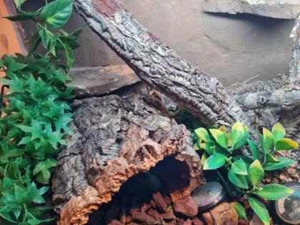 Kornnattern mit Terrarium