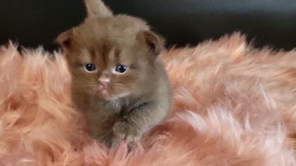 Bkh Kitten in seltener Farben. Stammbaum