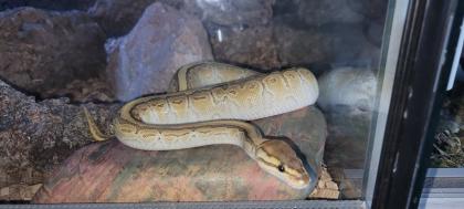 Königs python paar Männchen u Weibchen