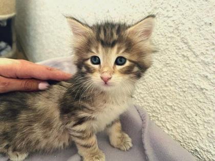 Reinrassige Norwegerkitten mit Ahnentafel