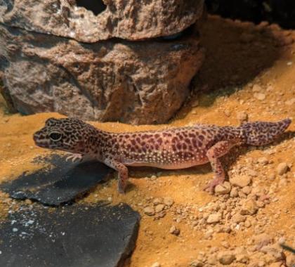 Leopardgecko 1, 0 ca 2 jähre