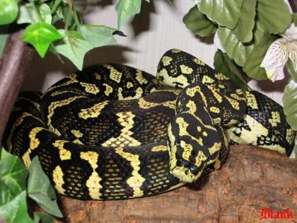 Dschungelteppichpython