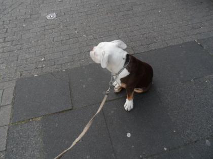 Niedlichen gut aussehender Mops Welpe sucht ein neues Zuhause