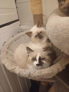 Ragdoll kiscic k j szereto gazdikat keresnek