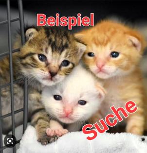 SUCHE Katzen Baby am liebsten ein Kater