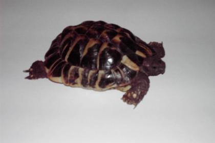 Männliche griechische Landschildkröte