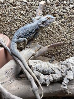 Bartagame Weibchen- 5 Jahre - Jessie inkl Terra