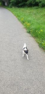Chihuahua Mischling weiblich